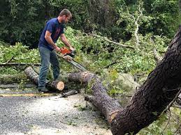 Weissport East, PA Tree Services Company